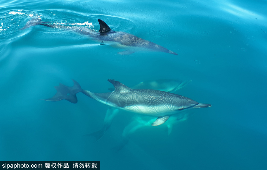 藍到“發光” 海豚外表竟擁有“藝術線條”神奇絕美