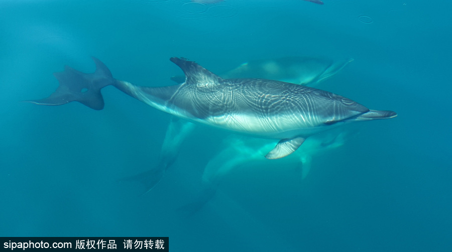 藍到“發光” 海豚外表竟擁有“藝術線條”神奇絕美