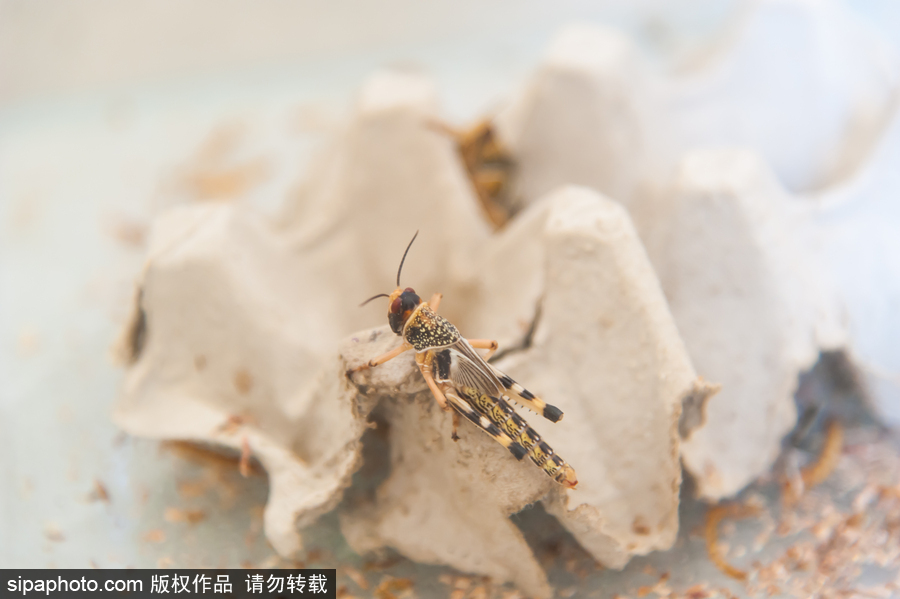 意大利舉辦蝴蝶展 完美詮釋蝴蝶發(fā)育四個階段