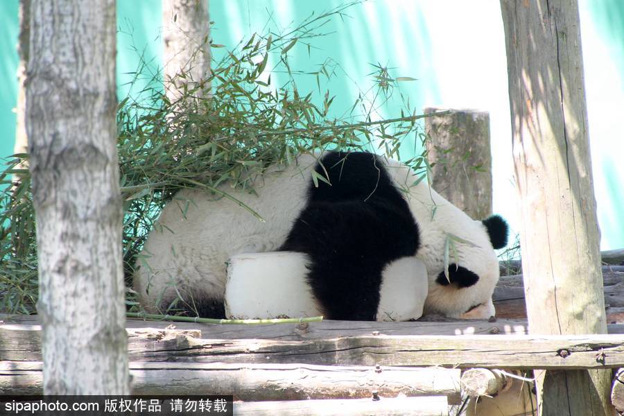動物也瘋狂！炎炎夏日動物解暑降溫也賣萌