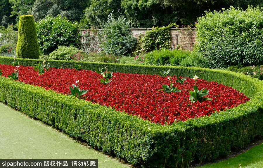 永不凋謝的鮮花 英國克萊夫登莊園內現蠟質秋海棠
