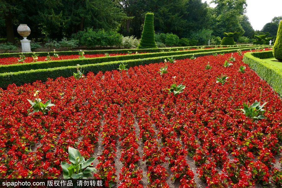 永不凋謝的鮮花 英國克萊夫登莊園內現蠟質秋海棠