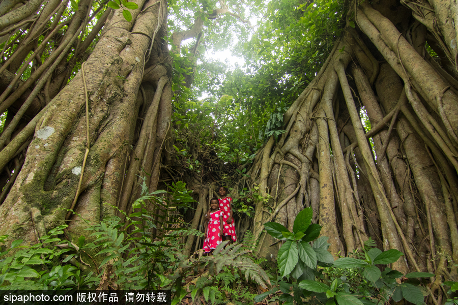 孟加拉500歲“樹怪”根部似森林 現獨木成林景觀