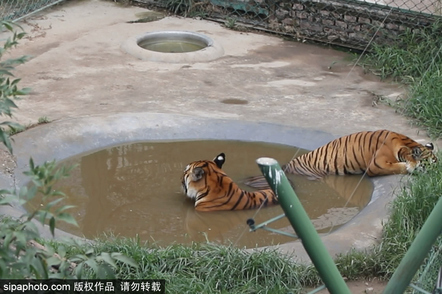 鄭州：動物避暑各出奇招 啃冰泡澡吃瓜無所不能