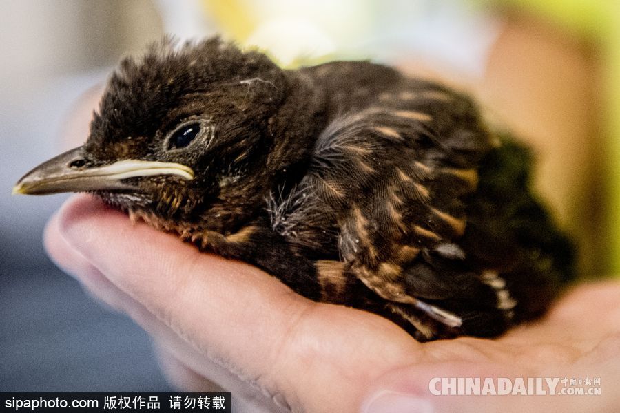 荷蘭：受動物保護者照顧的“孤兒”小鳥 嗷嗷待哺萌態十足