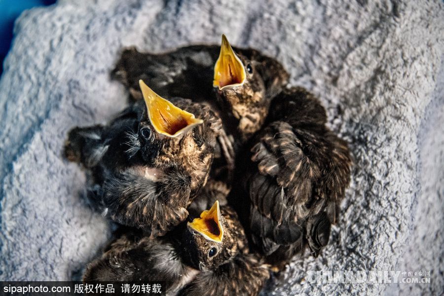 荷蘭：受動(dòng)物保護(hù)者照顧的“孤兒”小鳥(niǎo) 嗷嗷待哺萌態(tài)十足