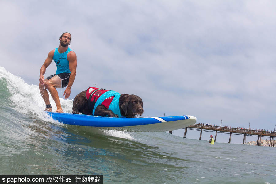 狗狗也沖浪！實拍美國加州小狗沖浪瞬間 妙趣橫生萌態十足
