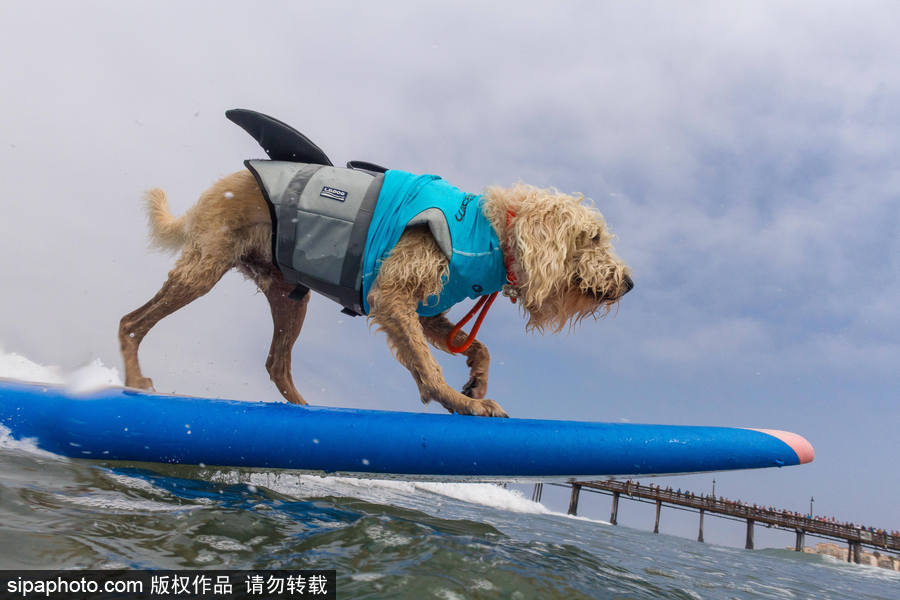 狗狗也沖浪！實拍美國加州小狗沖浪瞬間 妙趣橫生萌態十足