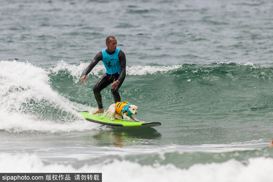狗狗也沖浪！實拍美國加州小狗沖浪瞬間 妙趣橫生萌態十足