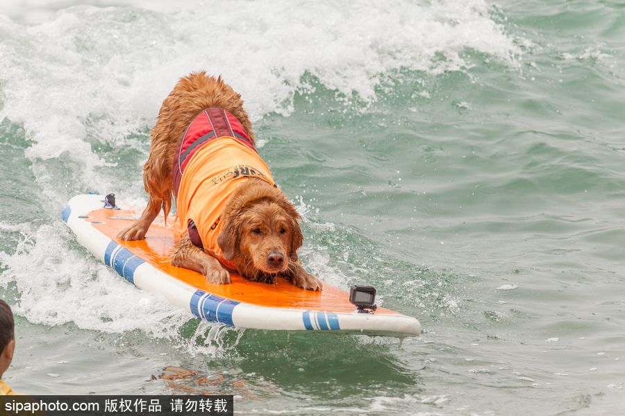 狗狗也沖浪！實拍美國加州小狗沖浪瞬間 妙趣橫生萌態十足