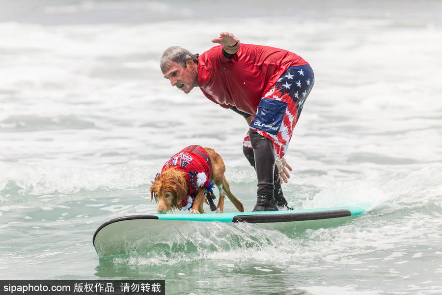 狗狗也沖浪！實拍美國加州小狗沖浪瞬間 妙趣橫生萌態十足