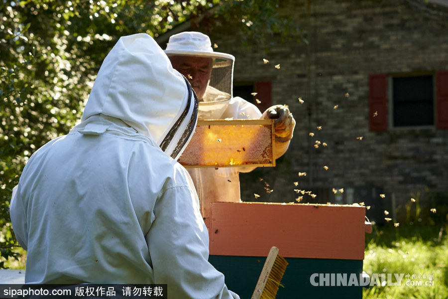 探訪美國弗農養蜂場 滴滴香甜原生態