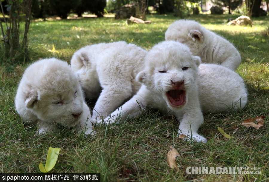 俄羅斯動物園里的白獅寶寶 張嘴“怒吼”奶氣十足