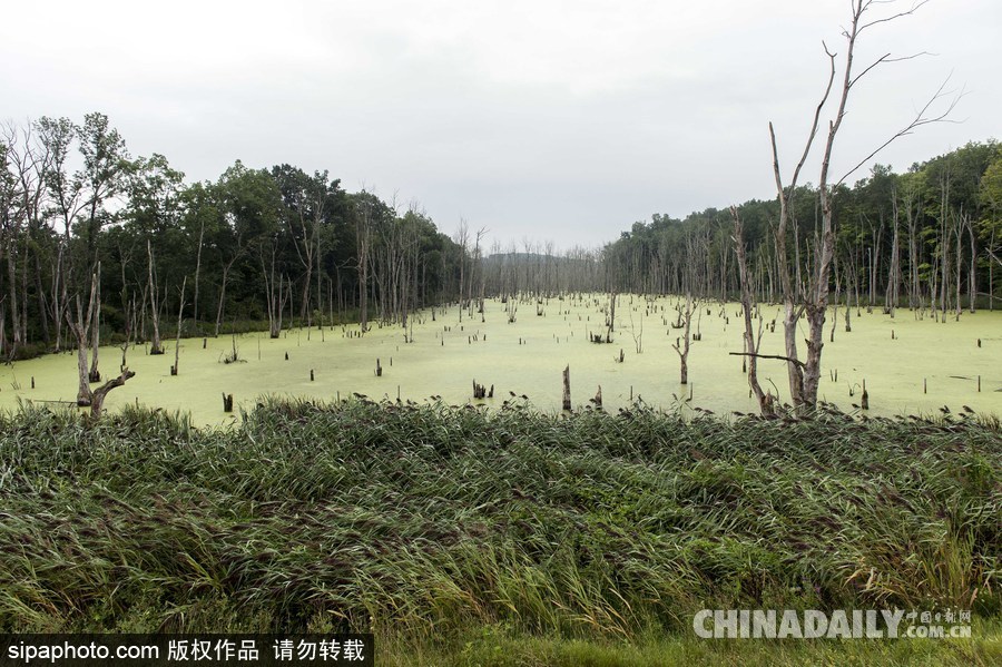 美國紐堡藍綠藻類泛濫成災 河水散發惡臭