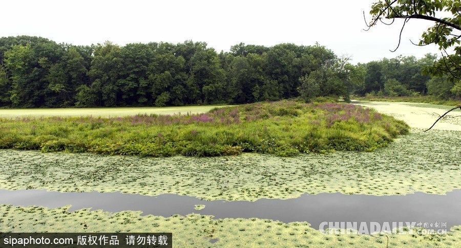 美國紐堡藍綠藻類泛濫成災 河水散發惡臭