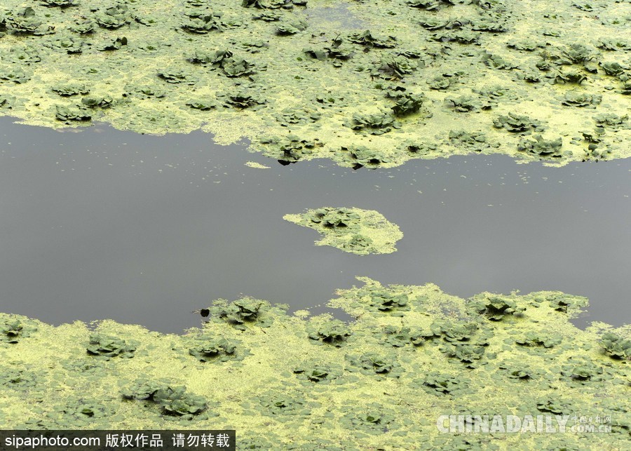 美國紐堡藍綠藻類泛濫成災 河水散發惡臭