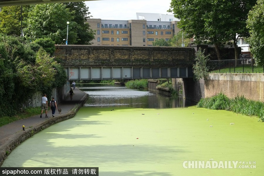倫敦最古老運河 覆蓋厚厚綠藻觸目驚心