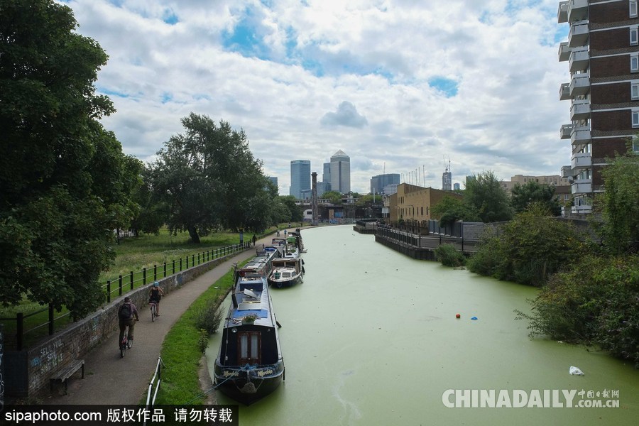 倫敦最古老運(yùn)河 覆蓋厚厚綠藻觸目驚心