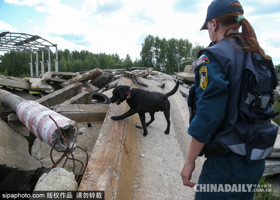 走進救援“特種兵”的成長 俄羅斯搜救犬進行訓練測試