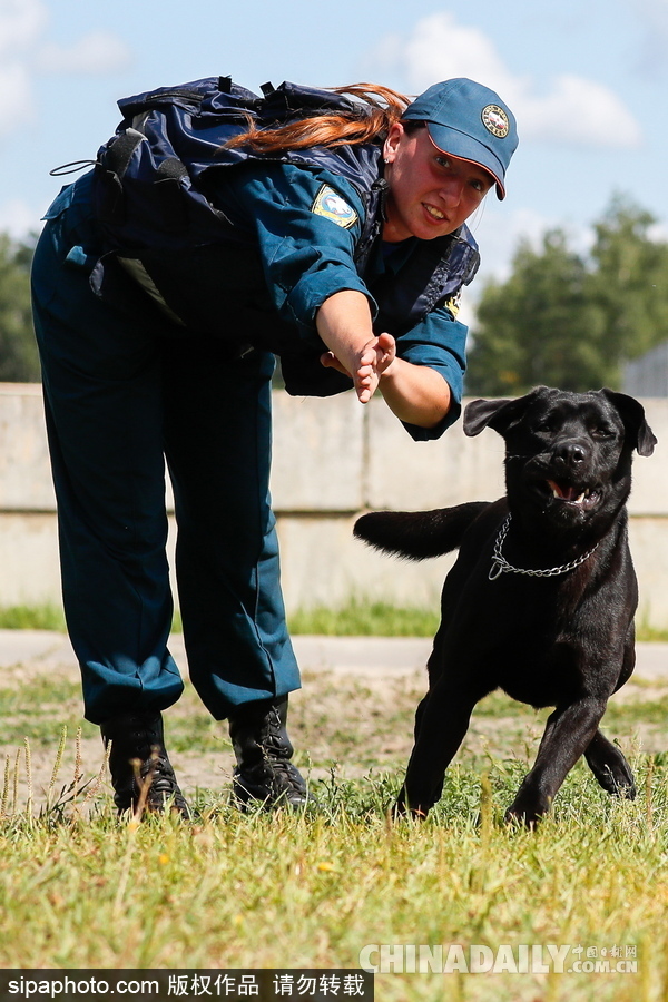 走進救援“特種兵”的成長 俄羅斯搜救犬進行訓(xùn)練測試