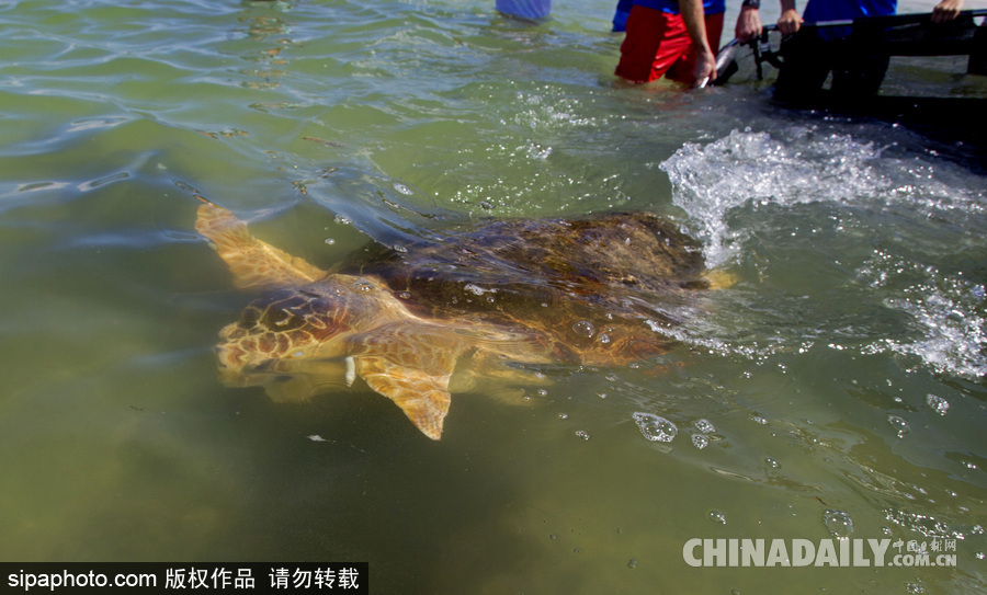 美國一紅海龜接受康復治療后回歸大自然