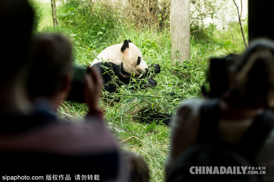 愛丁堡動(dòng)物園證實(shí)“甜甜”懷孕 期待誕下熊貓寶寶