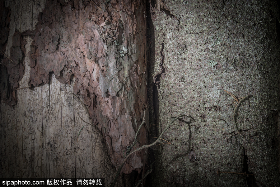 歐洲最后的原始森林——波蘭比亞沃耶扎國(guó)家公園