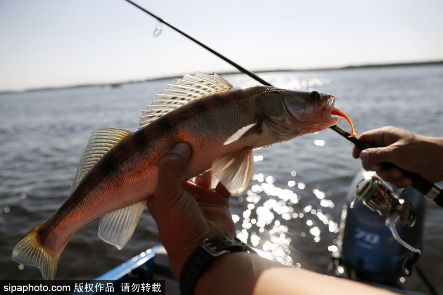 俄羅斯舉行漁船錦標(biāo)賽 伏爾加河上開展捕魚競技