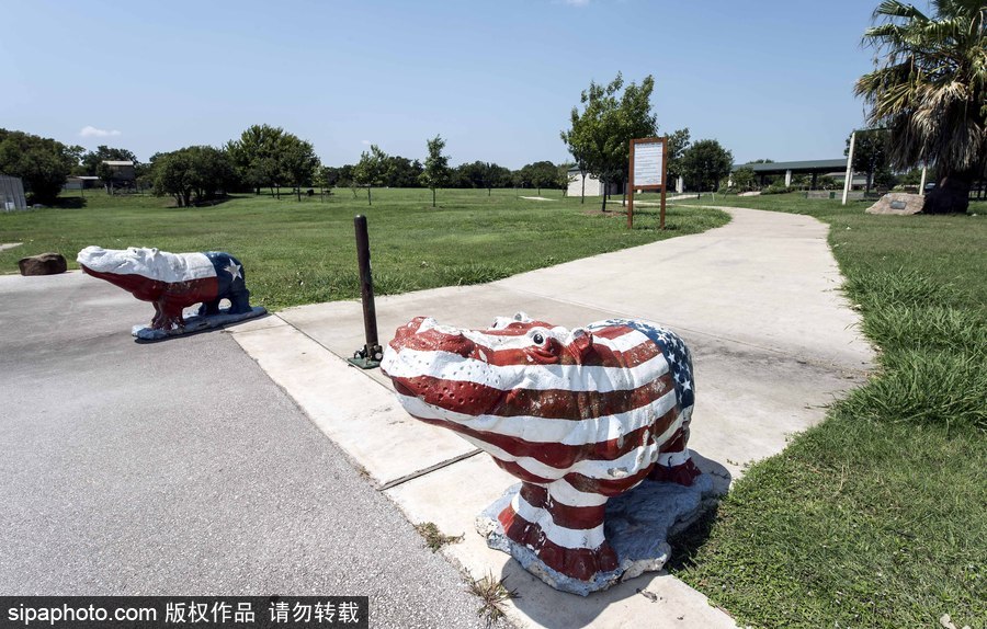“河馬小鎮”美國胡托 街頭遍布河馬雕塑