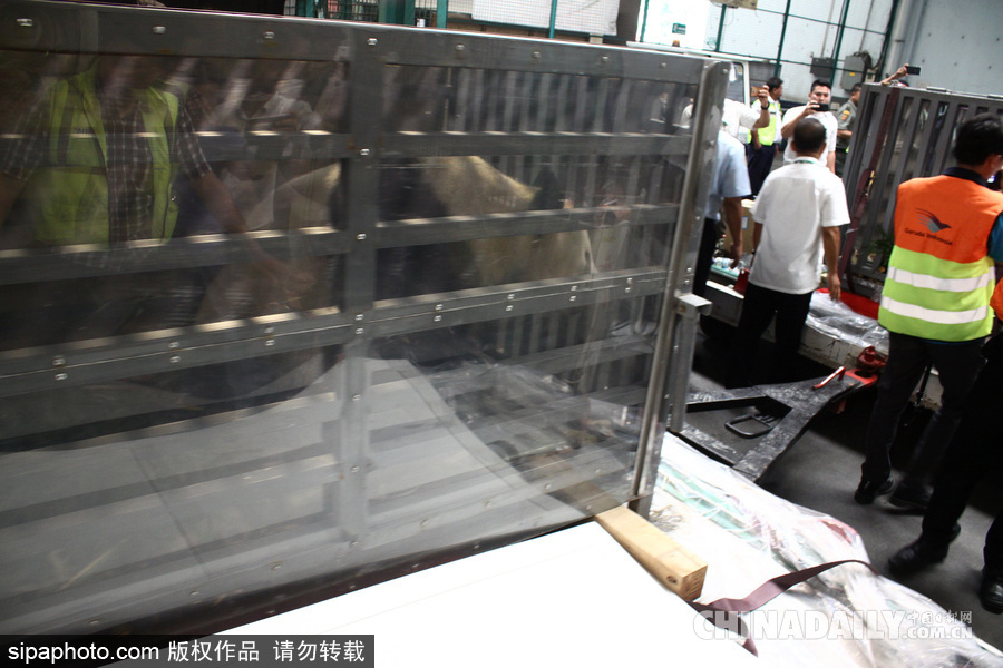 中國大熊貓首次旅居印尼 兩只萌家伙抵達(dá)機場受到熱烈歡迎