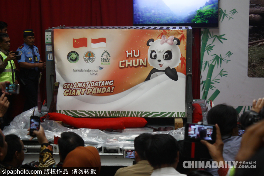 中國大熊貓首次旅居印尼 兩只萌家伙抵達(dá)機(jī)場(chǎng)受到熱烈歡迎