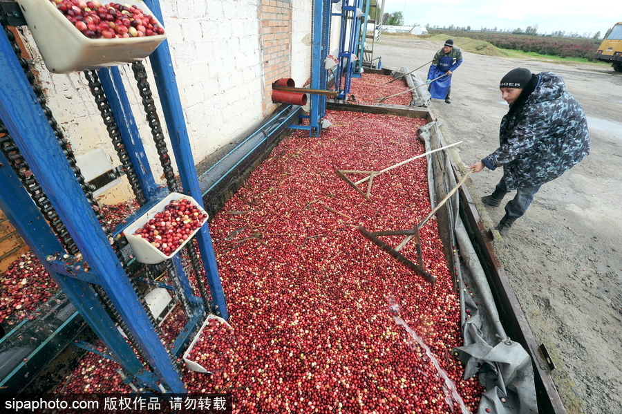 白俄羅斯布列斯特地區迎蔓越莓收獲季節 采收工作繁忙盛況空前