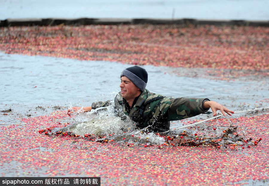 白俄羅斯布列斯特地區迎蔓越莓收獲季節 采收工作繁忙盛況空前