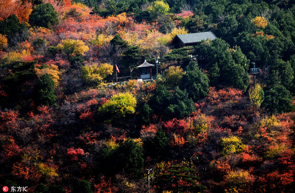 北京香山景區(qū)觀紅葉正好 游客絡(luò)繹不絕