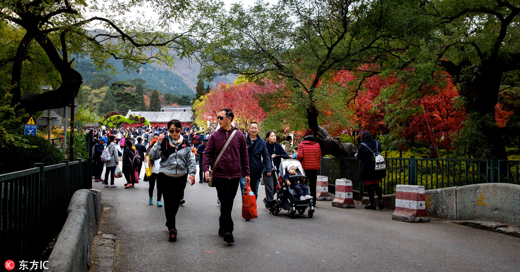 北京香山景區觀紅葉正好 游客絡繹不絕