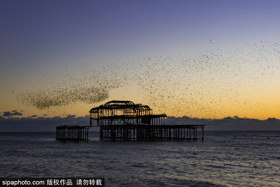 英國布萊頓：日落飛鳥 成群椋鳥掠過天空