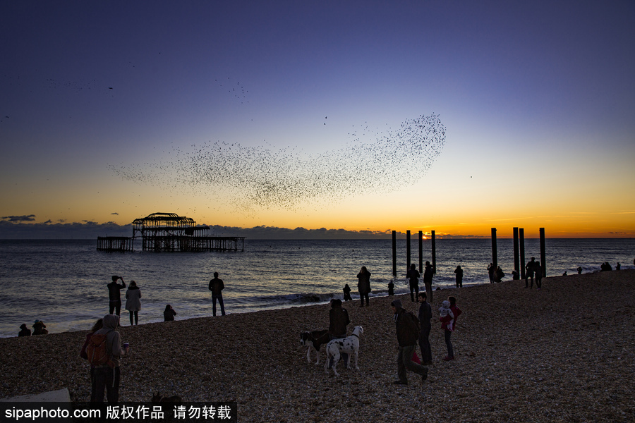英國(guó)布萊頓：日落飛鳥 成群椋鳥掠過天空