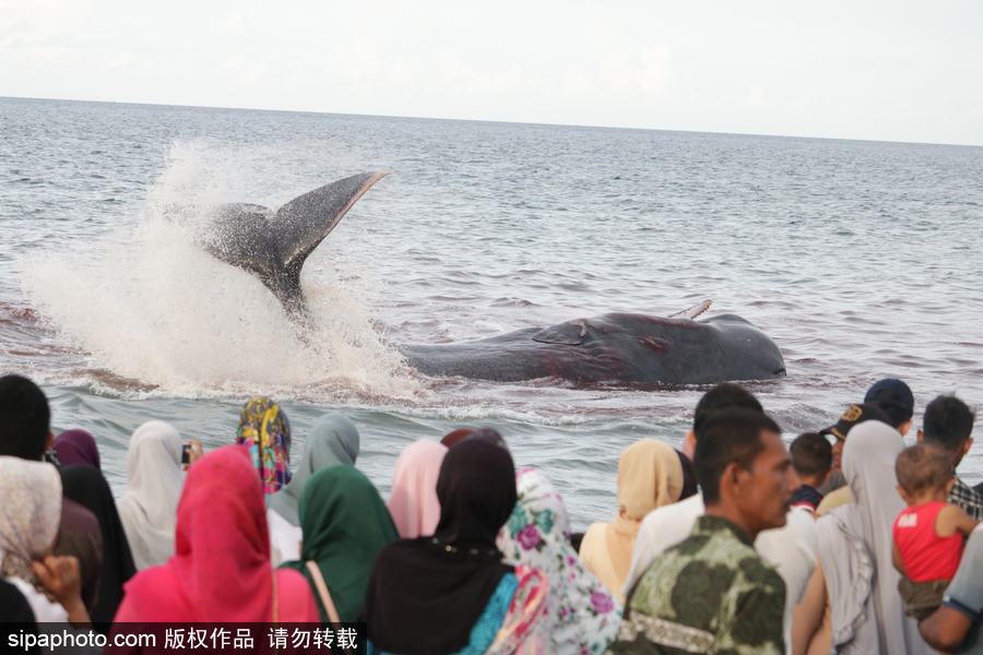 9條鯨魚集體擱淺印尼海灘 民眾合力送回海中