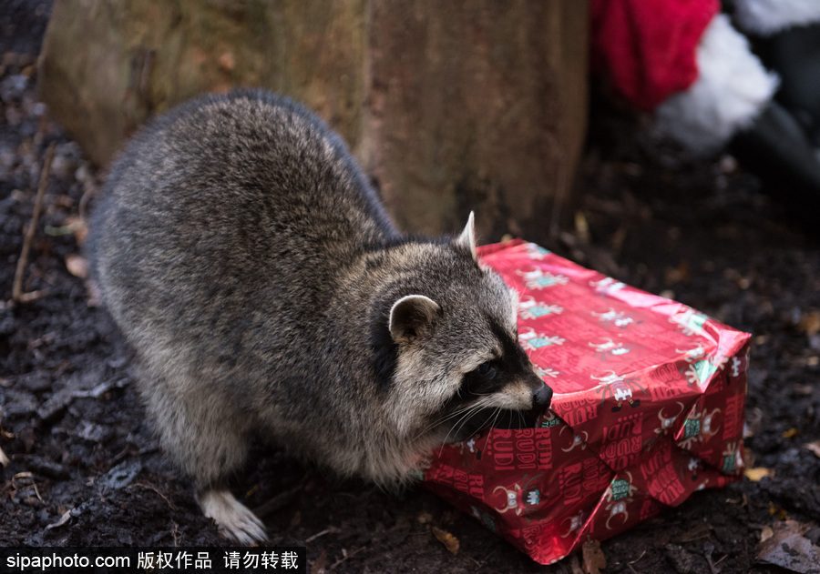 英國布里斯托動物園迎接圣誕節 動物喜獲“圣誕老人”禮物