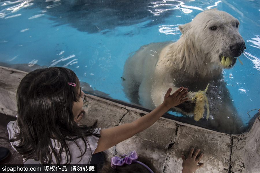 探訪巴西水族館中的北極熊 水中嬉戲玩耍萌態畢露