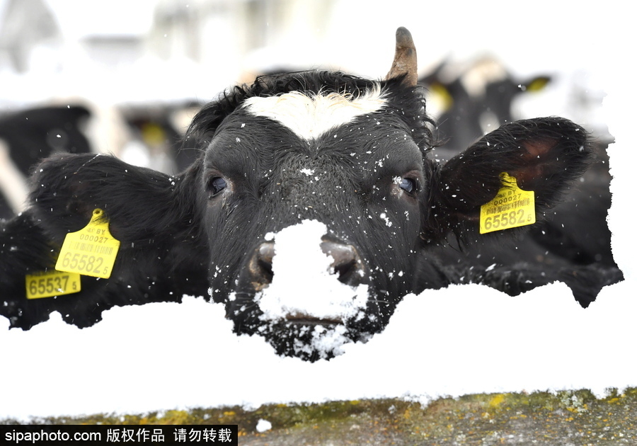 生活在冰雪童話之中 白俄羅斯鄉村冬雪覆蓋