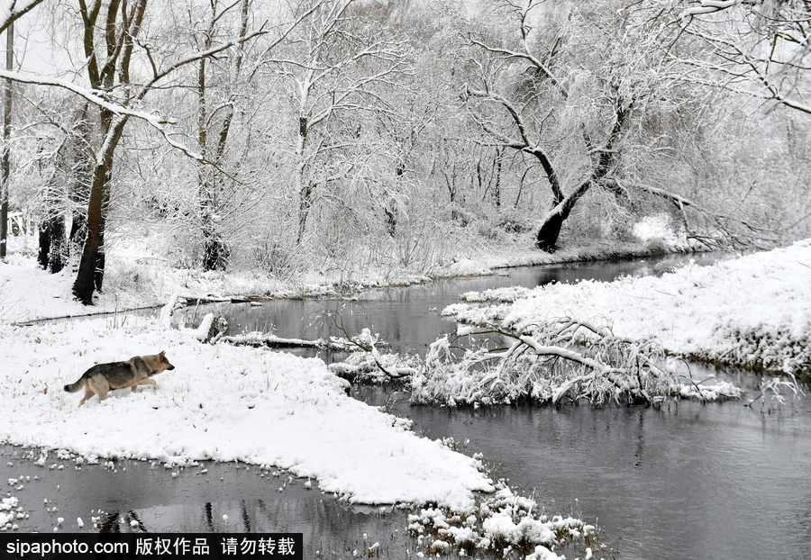 生活在冰雪童話(huà)之中 白俄羅斯鄉(xiāng)村冬雪覆蓋