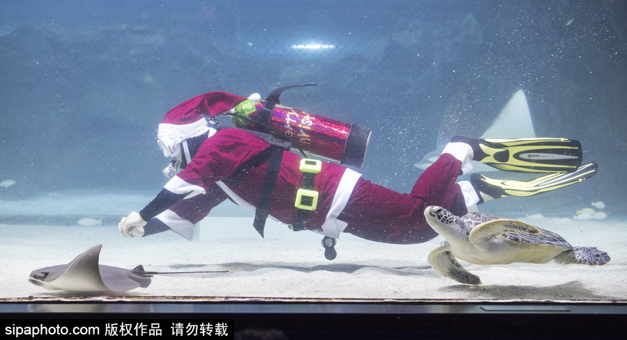 圣誕老人無(wú)處不在 韓國(guó)潛水員穿圣誕裝與魚(yú)群共舞
