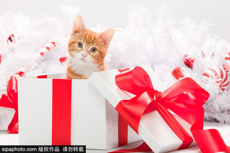 主人看我夠萌嗎？ 盤點萌寵系列圣誕照