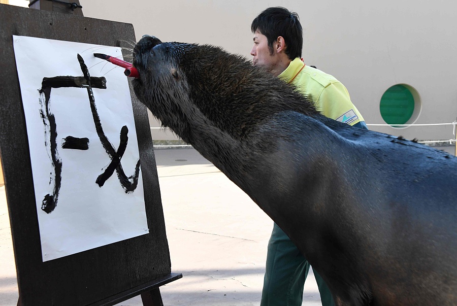 簡直成精了！日本海獅嘴咬毛筆寫“戌”字迎接狗年