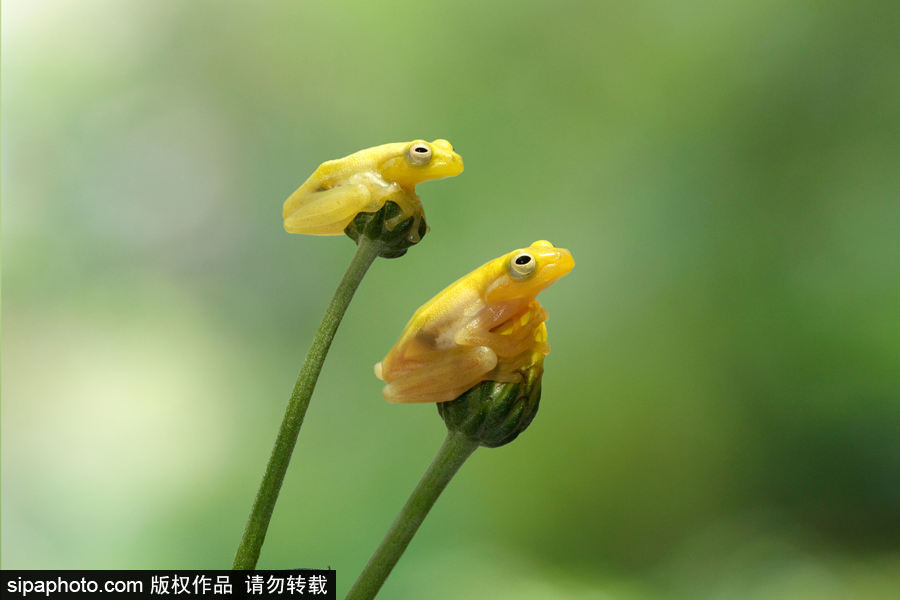 你的“蛙兒子”回來了嗎？盤點動物界佛系蛙日常萌照