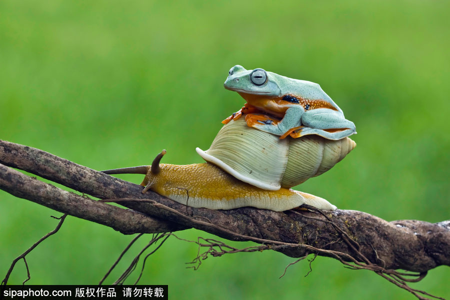 你的“蛙兒子”回來了嗎？盤點動物界佛系蛙日常萌照