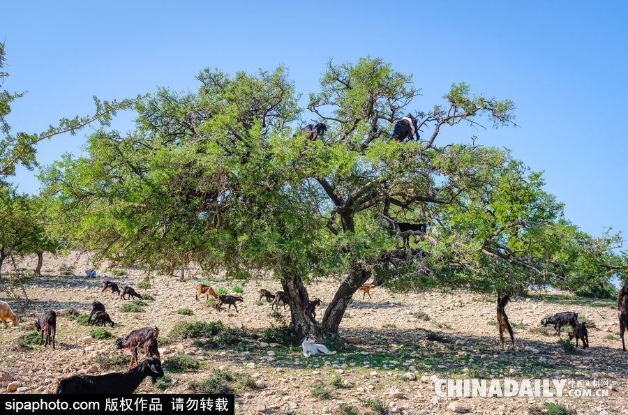山羊也能上樹？摩洛哥羊爬堅果樹吃果實