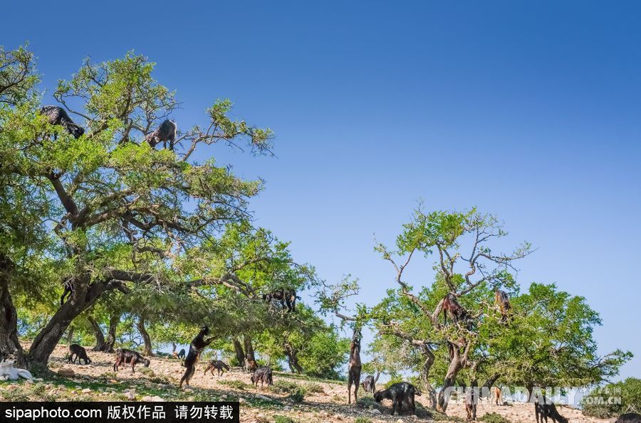 山羊也能上樹？摩洛哥羊爬堅(jiān)果樹吃果實(shí)