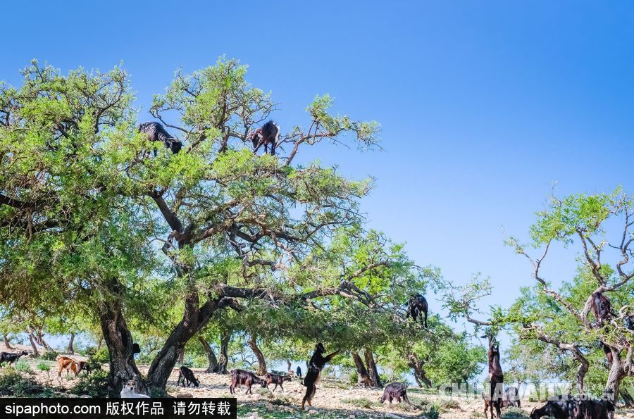 山羊也能上樹？摩洛哥羊爬堅果樹吃果實